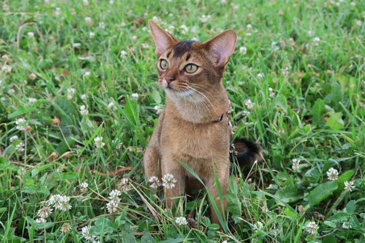 "Elegant Abyssinian cat with a short ticked coat, large ears, and a graceful stance, embodying the breed's lively and affectionate personality."