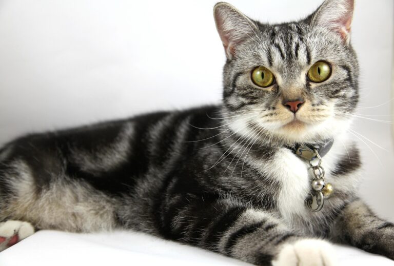 Adorable American Shorthair cat with a sleek coat and captivating eyes sitting gracefully.