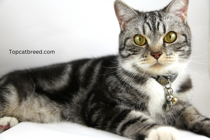 Classic American Shorthair cat, admired for its sturdy build and diverse coat patterns."