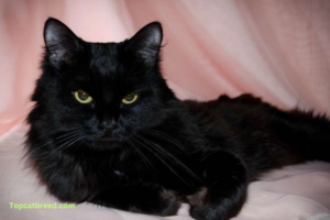 Graceful black Ragdoll cat with striking blue eyes sitting majestically."