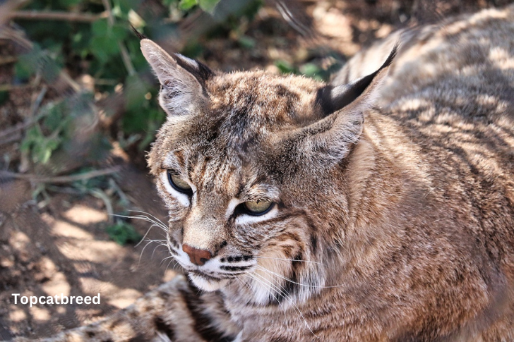 Unique hybrid cat with a captivating blend of characteristics, showcasing a mix of domestic and wild traits, representing the beauty of hybrid feline companions."