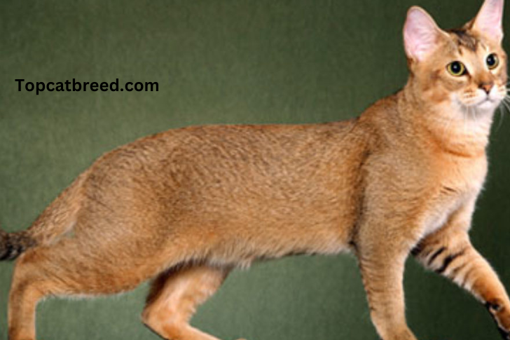 Sleek Chausie cat with a wild appearance, large ears, and a muscular build, embodying the breed's hybrid charm and energetic, playful nature."