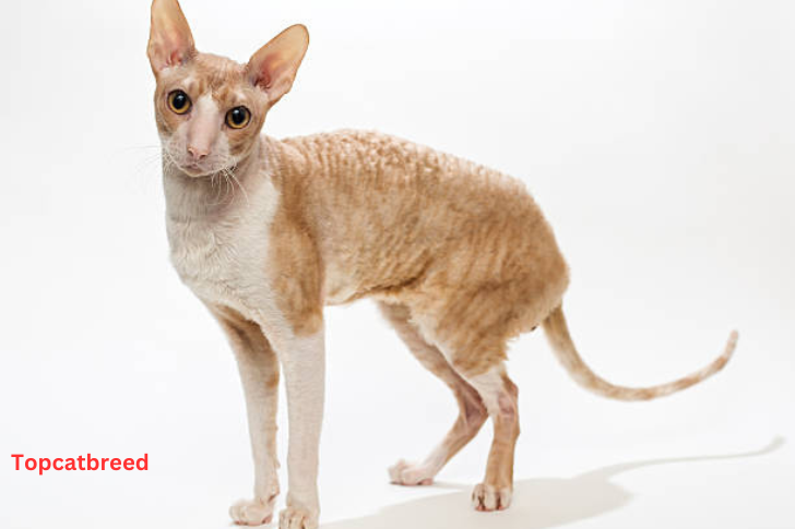 Peterbald cat 