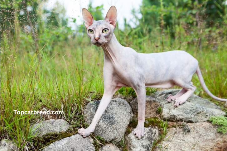 Donskoy cat, known for its hairless coat and enchanting look, displaying elegance and distinctive features." 