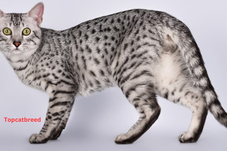 Gorgeous Egyptian Mau cat with distinctive spotted coat,