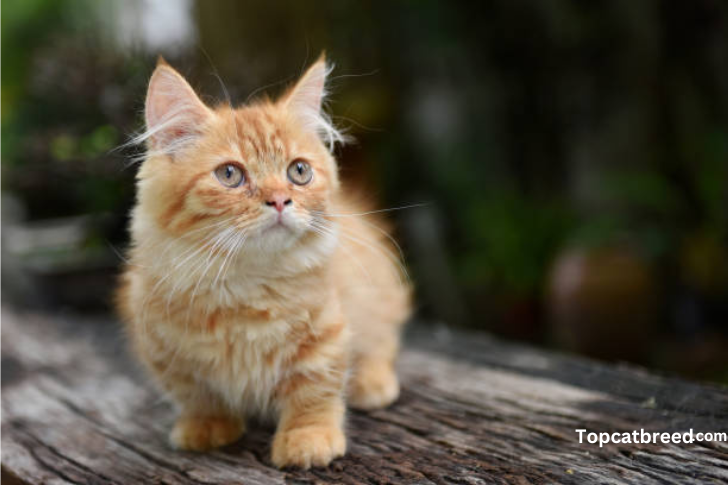 "Cute Munchkin cat, famed for its short legs and playful, endearing demeanor."