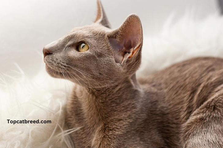 Oriental-Shorthair-