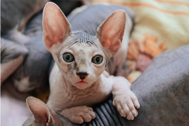 Peterbald cat 