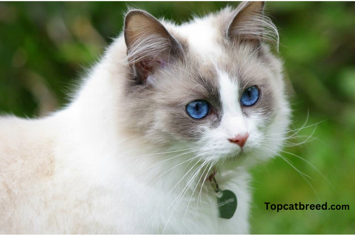 Ragdoll cat, known for its relaxed demeanor and striking blue eyes."