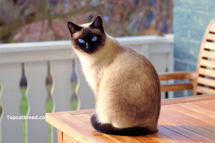 "Elegant Siamese cat with striking blue almond-shaped eyes, sleek short coat, and distinctive color points.