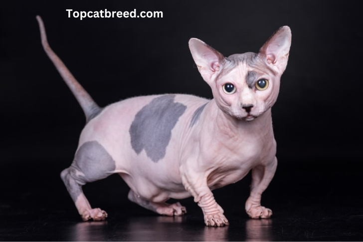 "Bambino cat, a charming breed with short legs and hairless coat, exuding cuteness and playful personality." 