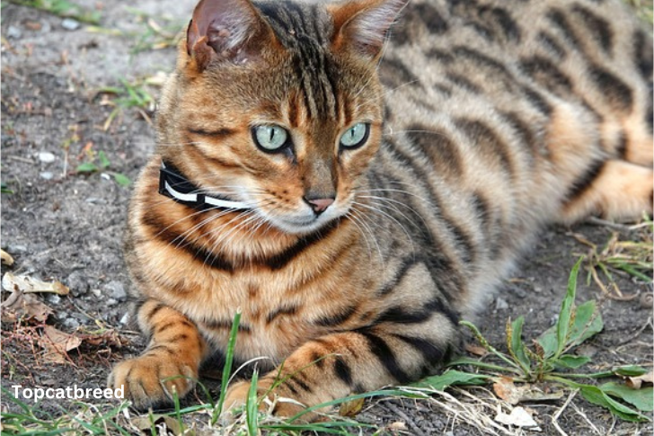 Beautiful Bengal cat with distinctive spotted coat and intense gaze. 