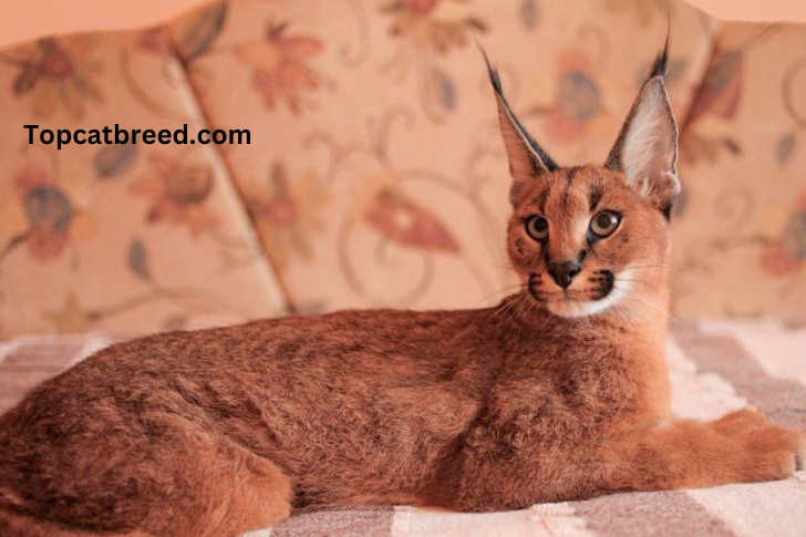 Fascinating Caracat cat, a hybrid of Caracal and domestic cat, with striking tufted ears, sleek coat, and a wild appearance, embodying the unique charm of hybrid feline companions."