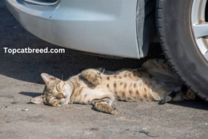 cats die when hit by a car