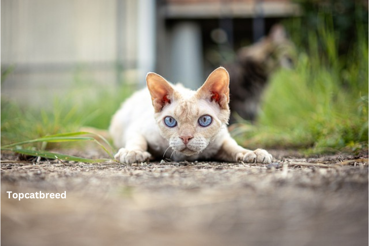 Peterbald cat