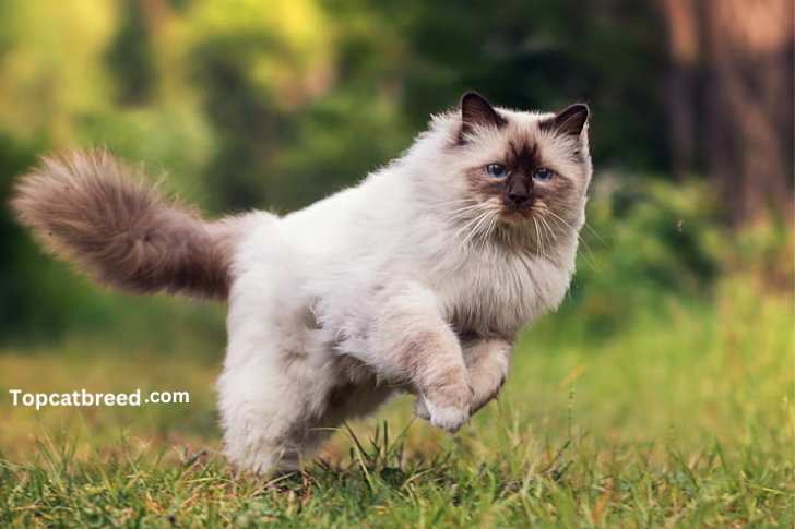 Elegant Himalayan cat showcasing its distinctive color points and beautiful long fur."