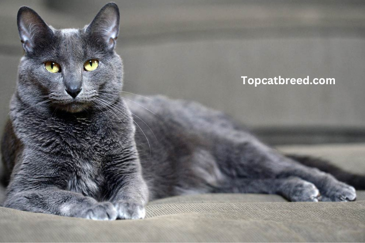 Graceful Korat cat, recognized for its silver-blue coat and captivating green eyes."