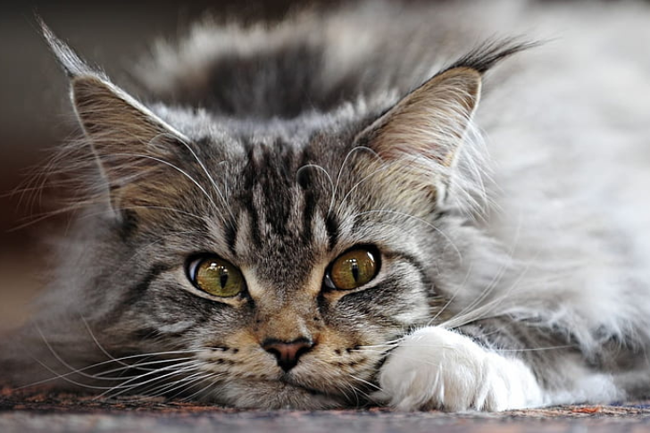 "Striking Maine Coon cat with a luxurious long coat, tufted ears, and expressive eyes, showcasing the breed's majestic and friendly demeanor."