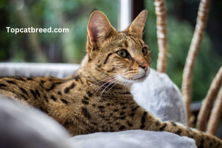 "Sleek Savannah cat with a spotted coat, tall ears, and a lean physique, capturing the breed's exotic look and lively, intelligent demeanor."