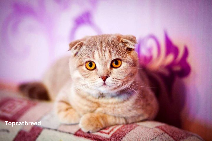 Adorable Scottish Fold cat with distinctive folded ears, captivating eyes, and a plush coat, epitomizing the breed's charming and sweet nature."