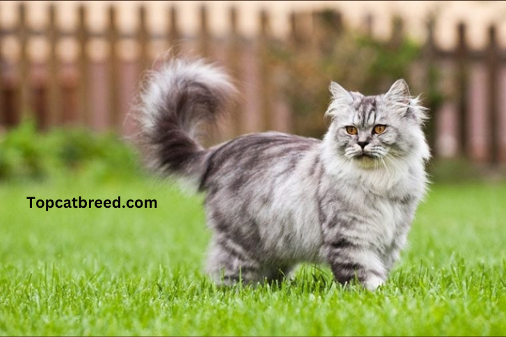 Adorable British Shorthair cat with a plush blue-gray coat, captivating orange eyes, and a charming expression