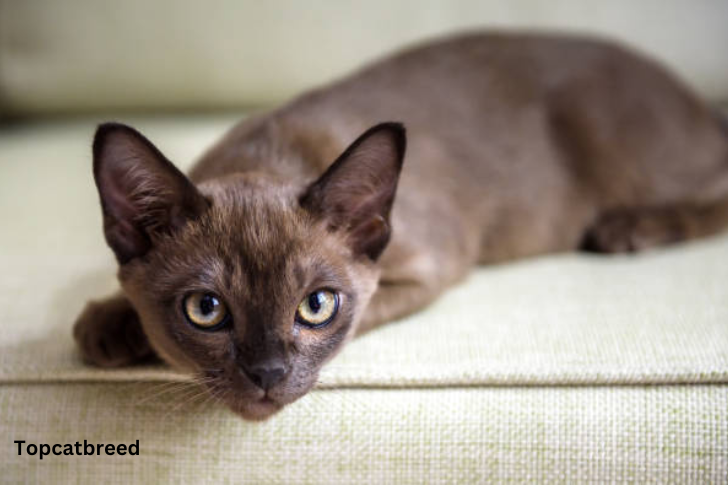  Burmese cat with a sleek, shiny coat, highlighting its refined appearance and expressive, golden eyes."