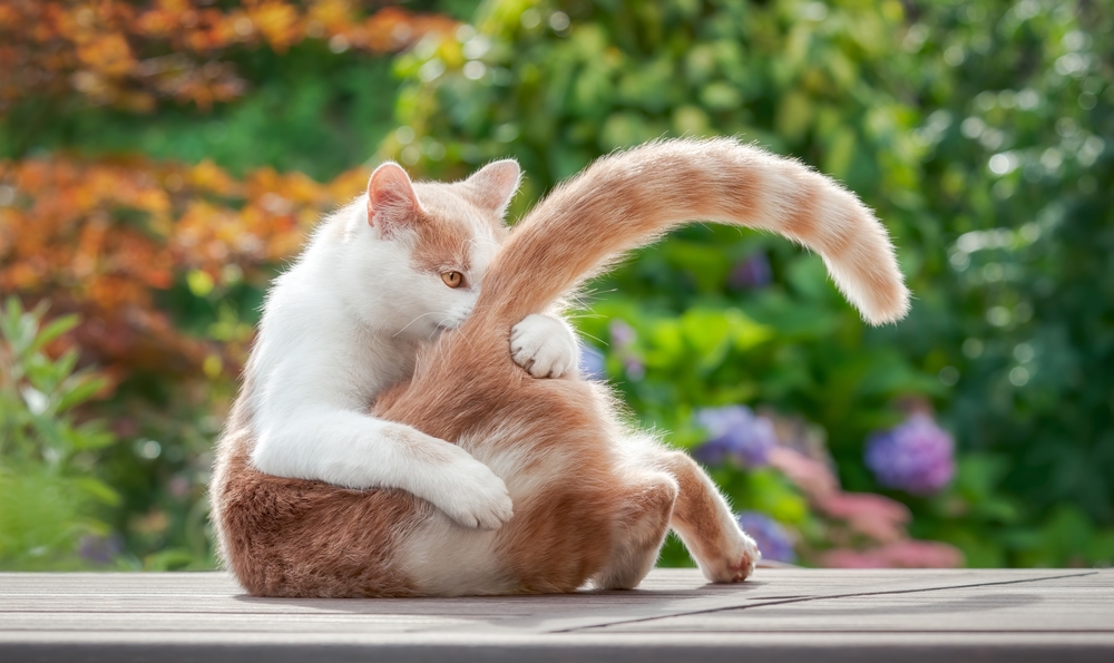 Playful cat captivated by its swirling tail in a joyful pursuit