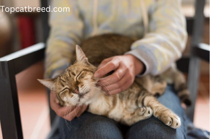 Charming image of a cat peacefully sleeping amidst someone's legs, expressing the close and affectionate relationship with its owner." 