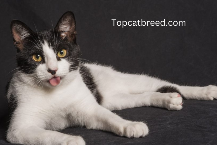 Close-up of a cat's tongue protruding – a delightful expression of feline individuality."