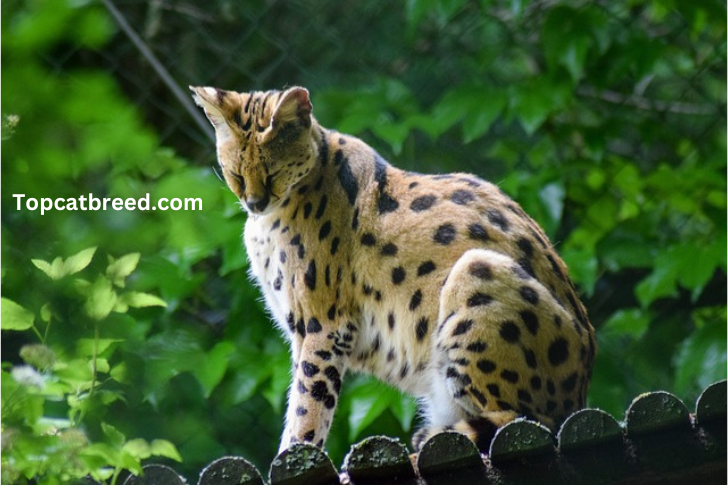 Graceful serval cat with distinctive markings and long legs" 