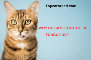 Curious cat sticking its tongue out, exploring its surroundings with feline charm."