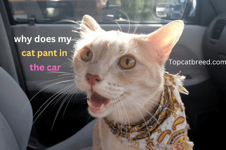 "Image of a cat showing signs of panting in a car, possibly reacting to the unfamiliar environment or sensory overload."