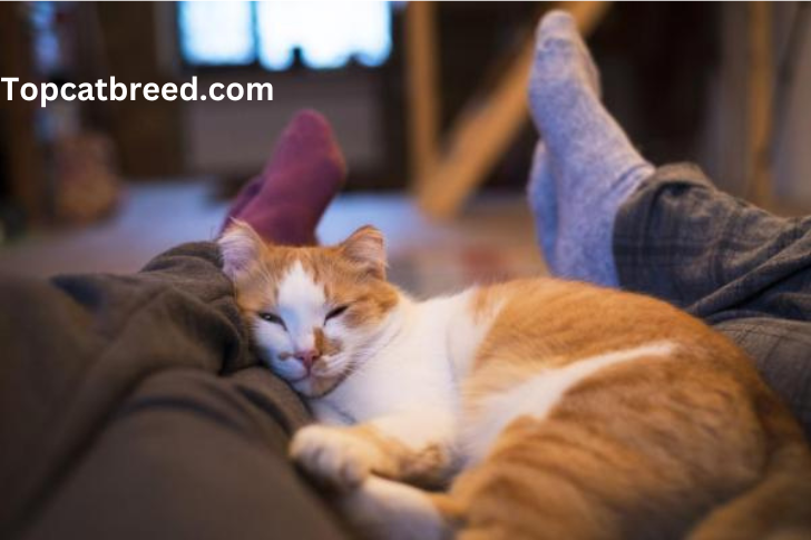 Adorable cat curled up comfortably between legs, illustrating the affectionate and secure nature of feline companionship."