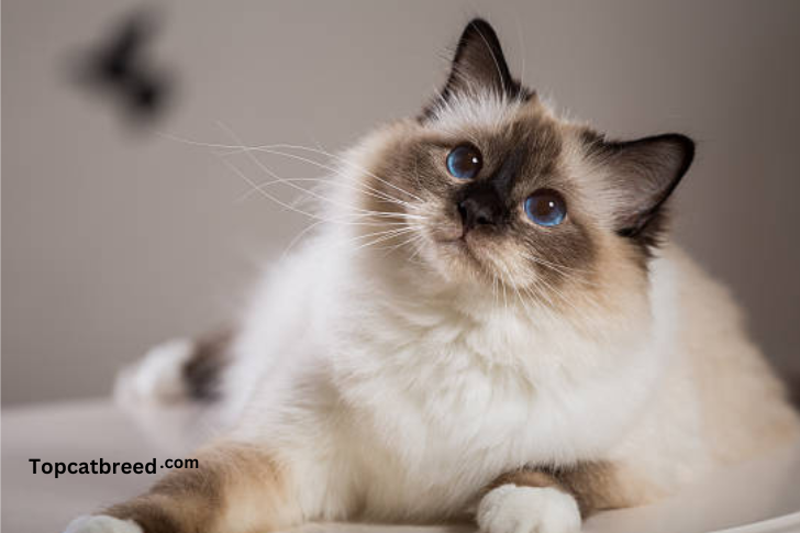 Birman cat displaying a silky cream coat and striking blue eyes