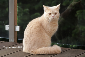 "British Shorthair cat with round face and dense coat, showcasing its classic charm and distinctively adorable appearance."