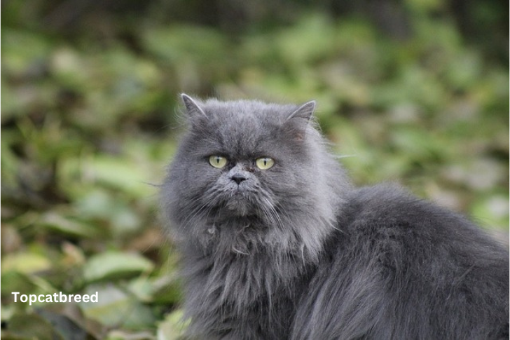 hinchilla Persian cat with a luxurious silver-white coat, showcasing its elegant and fluffy fur in a regal pose."