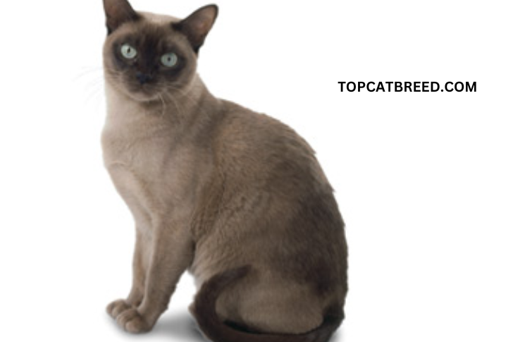 Behold the beauty of the Tonkinese cat! This captivating feline boasts a mesmerizing blend of Siamese and Burmese features