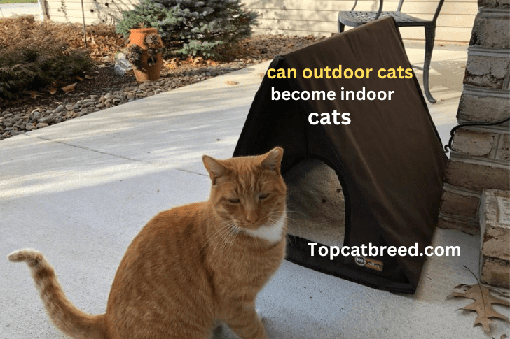 Image of an outdoor cat transitioning to indoor living, showcasing the process and considerations for a safe and comfortable adjustment to an indoor environment."