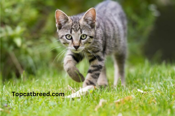 "Outdoor cat exploring the natural surroundings, capturing the adventurous spirit and freedom associated with outdoor living for feline companions."

