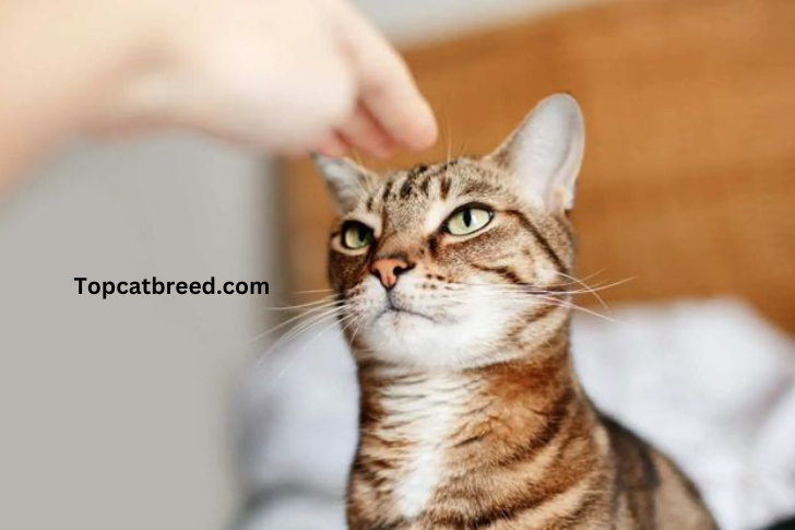 "Curious cat flinches as touched, showcasing a natural reaction. Understanding feline behavior: Why does my cat flinch when touched?"