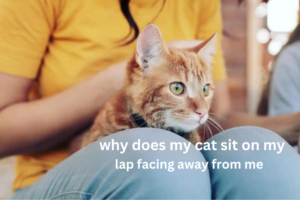 "Charming image of a cat seated on a lap, facing away. Explore the curious behavior: Why does my cat sit on my lap facing away from me?"