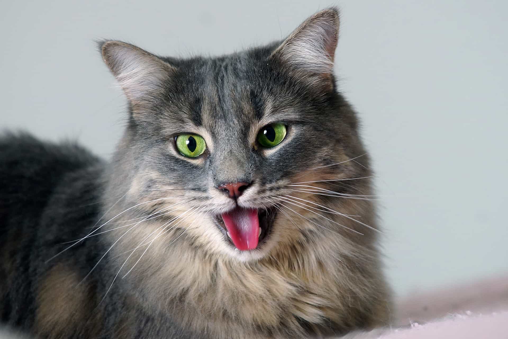  An image depicting a close-up of a cat's mouth, showing signs of dental issues such as tartar buildup, inflamed gums, and potential tooth decay.

