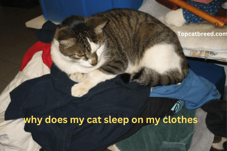 "An adorable cat curled up cozily atop a pile of folded clothes, enjoying a peaceful nap."